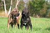 FILA BRASILEIRO 069